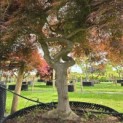 Acer palmatum 'Dragon Fire' - Foto 2