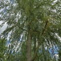Salix sepulcralis 'Chrysocoma' - Foto 4