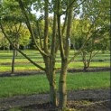 Acer campestre - 4