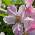 malus domestica 'Elstar' - Foto 1
