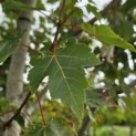 Acer Rubrum 'Brandywine' - 2