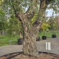 Quercus Suber - Foto 2