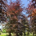 Fagus sylvatica 'Atropunicea' - 1