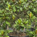Magnolia grandiflora 'Galissonnière' - 1