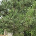 Pinus nigra 'Nigra' - 2