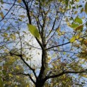 Carpinus betulus - 1