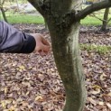 Carpinus betulus - 3