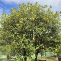 Quercus ilex - Foto 5