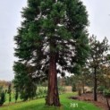 #781 Sequoiadendron giganteum Riesenmammutbaum