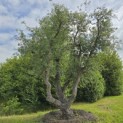 Quercus Suber - 1