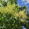 Syringa pekinensis 'China Snow' - Foto 5