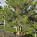 Pinus nigra 'Nigra' - Foto 2