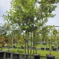 Quercus ilex - 9
