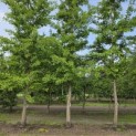 Ginkgo biloba - 1