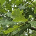 Quercus robur - 1