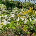 Cornus florida - Afbeelding 5