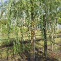 Salix sepulcralis 'Chrysocoma' - 4