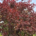 Acer palmatum 'Trompenburg' - Foto 1