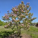 Magnolia 'Susan' - 1