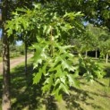 Quercus Palustris - 1