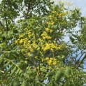 Koelreuteria paniculata - 2