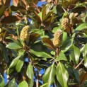Magnolia grandiflora 'Galissonnière' - 4