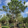 Pinus sylvestris - 4