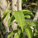 Heptacodium miconioides - 1