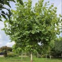 Platanus x hispanica - Foto 8