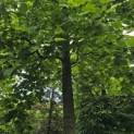 Liriodendron tulipifera - 3