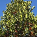 Ilex 'Nellie R. Stevens' - 5