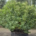 Prunus Lusitanica - Foto 2