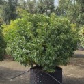 Prunus Lusitanica - Foto 1
