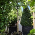 Tilia tomentosa 'Brabant' - Foto 2