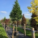 Thuja plicata 'Gelderland - 1
