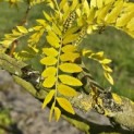 Gleditsia triacanthos 'Sunburst' - Foto 3