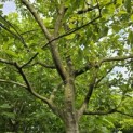 Amelanchier lamarckii - 1