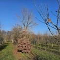 Fagus sylvatica - 2025