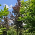 Fagus sylvatica 'Atropunicea' - juni 2024