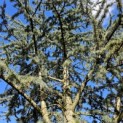 Cedrus libani 'Glauca' - 2