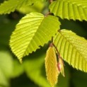 Carpinus Betulus - Foto 1