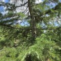Cedrus deodara - 3