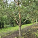 Pinus sylvestris - Foto 6
