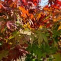Acer palmatum 'Osakazuki - Foto 2