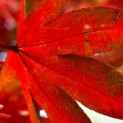 Acer palmatum 'Osakazuki - Foto 1