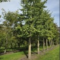 Ginkgo biloba - 1