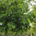 Corylus colurna - Foto 2