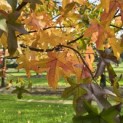 Liquidambar styraciflua - 3