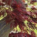 Acer palmatum 'Dissectum' - Foto 4