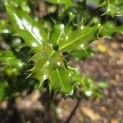 Ilex Aquifolium - 2